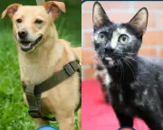 Adoptatón Mundialista 2026: 80 perros y gatos buscan hogar en Medellín