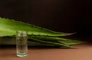 Agave azul: la planta del tequila y sus múltiples usos