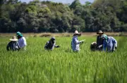 Arroceros colombianos enfrentan precios bajos y altos costos en 2026