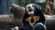 Ataque de oso en Japón: cuatro heridos en Fukushima