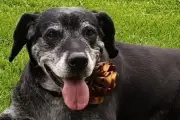 Bailey, la perrita senior que esperó 3 años por un hogar, encuentra familia