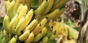 Bananeros piden fortalecer confianza empresarial para preservar desarrollo rural