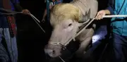 Búfalo albino 'Trump' es salvado de ser sacrificado en Bangladés