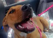 Blue, perrita de 8 meses, busca hogar urgente en Bogotá