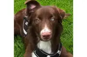 Búsqueda de Milo: perro con ojo azul y verde perdido en Chapinero