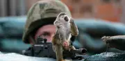 Cada 30 minutos un animal sufre el conflicto armado en Colombia