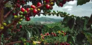 Café repunta en mayo 2026 con 29% de crecimiento, pero lluvias afectan producción