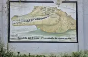 Caimán llanero: el desafío de su conservación en Colombia