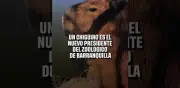 Capibara es el nuevo presidente simbólico del Zoológico de Barranquilla
