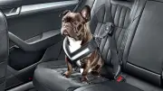 Cinco consejos para viajar con su perro en carro de forma segura