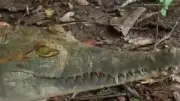 Crisis del caimán llanero: denuncian hacinamiento y desnutrición en centros de conservación