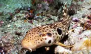 Descubren nueva especie de tiburón caminante en Papúa Nueva Guinea