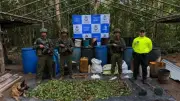 Destruyen cinco laboratorios de coca en Vichada