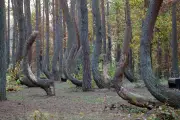 El Bosque Torcido de Polonia: misterio de pinos curvados