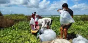 Embalse de El Guájaro recibe 200.000 bocachicos para recuperar la pesca