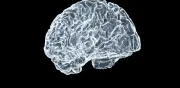 Estudio revela que el cerebro usa un mismo mecanismo para procesar la gramática en varios idiomas