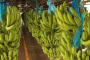 Exportaciones colombianas crecen 11,7% en abril impulsadas por petróleo
