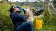 Falsa fundación animal en Cundinamarca mantenía 300 perros en abandono