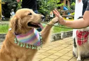 Guautón en Barranquilla: deporte y solidaridad por mascotas vulnerables