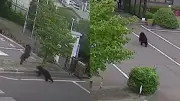 Hombre atacado por oso en Japón: pánico en zona urbana