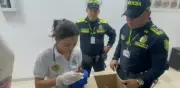 Hombre escondió dos ardillas en sus partes íntimas para volar a República Dominicana