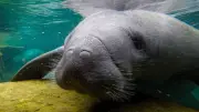 Joven de Barranquilla gana apoyo de National Geographic para salvar manatíes