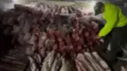 Judicializados seis por tráfico ilegal de aletas de tiburón en Malpelo