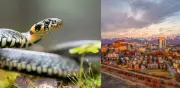 ¿Le teme a las serpientes? Estos 5 países no tienen ni una sola