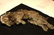 León de las cavernas: no era un león africano gigante, revela su ADN
