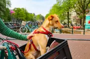 Mascotas en bicicleta: cómo disfrutar el paseo con seguridad