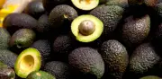 Migasa instala en Colombia la mayor planta de aceite de aguacate Hass