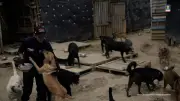 Mujer judicializada por maltrato a más de 300 perros en Cundinamarca