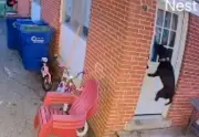 Mujer olvida a su perrita en el patio tras trabajar 7 días seguidos
