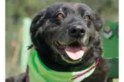 Negro, un perro mayor de 15 años, busca hogar definitivo en Bogotá