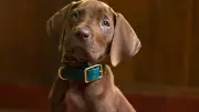 Netflix revela primer vistazo de 'Scooby-Doo: El origen' para 2027