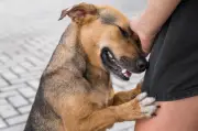 Perros caramelo: símbolo de Brasil que México reclama como suyo