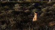 Puma concolor captado en Parque Nacional Natural Pisba, Boyacá