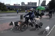 Recorre Bogotá en bicicleta con tu perro: parques y Ciclovía pet-friendly