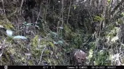Redescubren especie de felino andino y frena proyecto eléctrico Chivor II