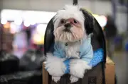Requisitos para viajar con perros y gatos por carretera en Colombia