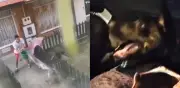 Rescatan a perrita maltratada en Bosa, Bogotá; vecinos denuncian agresiones diarias
