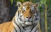 Tiger Island: serie documental de la BBC revela nuevos comportamientos de tigres de bengala