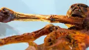 Ötzi: la momia de hielo de 5.300 años es un ecosistema vivo