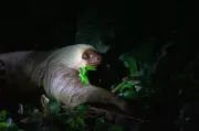 Un viaje visual por la Costa Rica salvaje: fotos y naturaleza