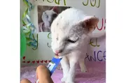 Venus la gata vence al cáncer: una historia de esperanza animal