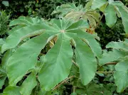 Yarumo: el árbol que cura y recupera ecosistemas en Colombia